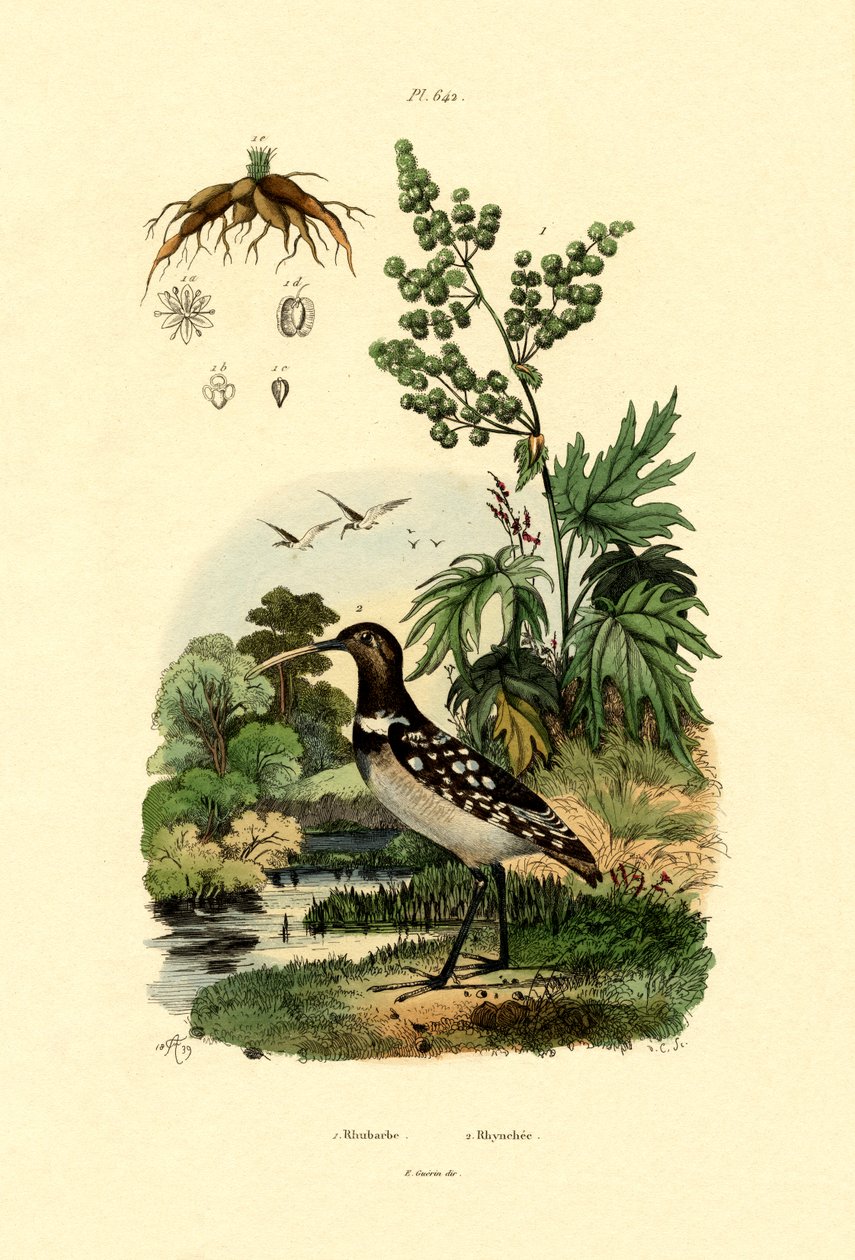 Rabarbar, 1833-39 autorstwa French School
