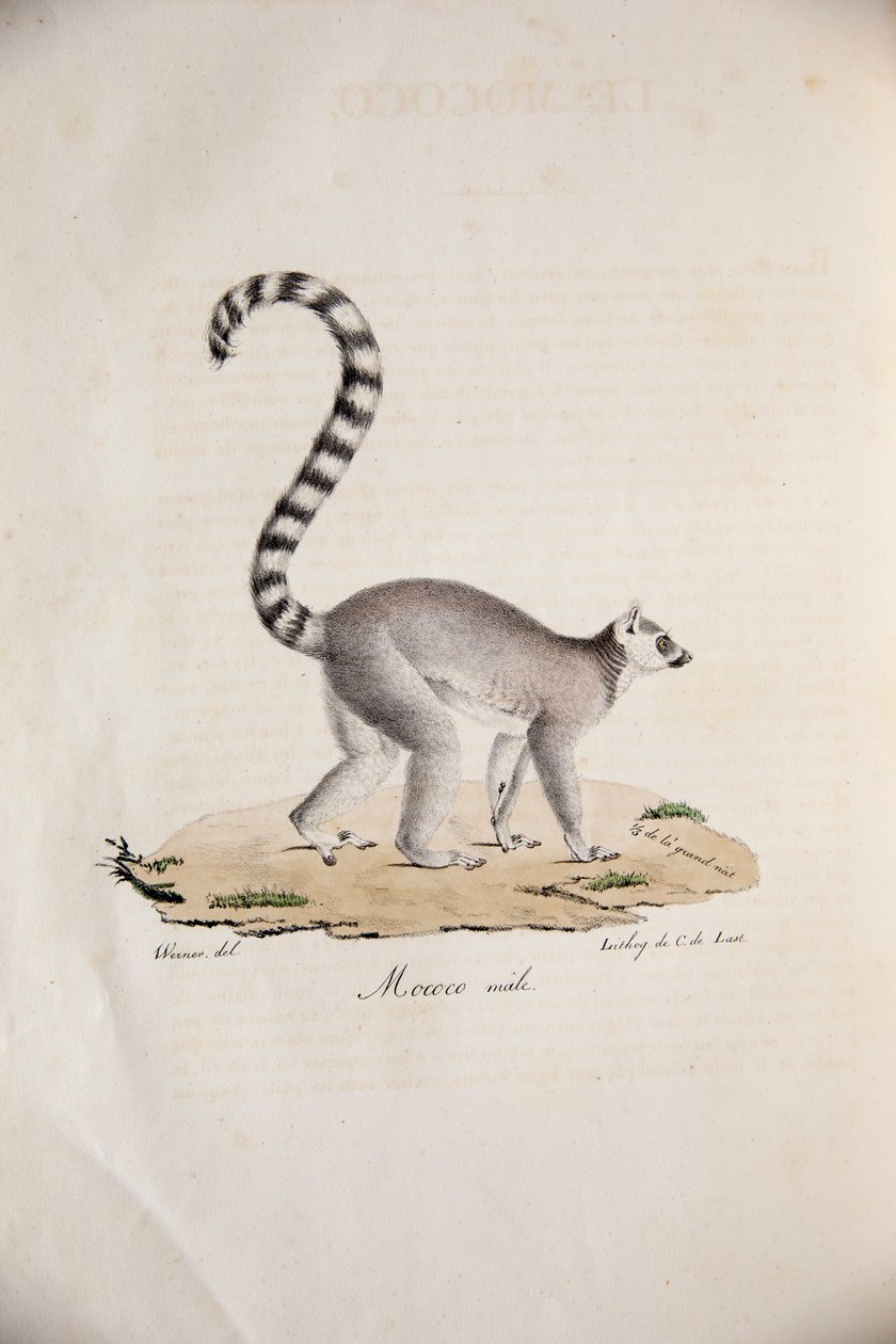 Lemur katta, z Historii naturalnej ssaków, z oryginalnymi figurami, autorstwa Étienne Geoffroy Saint-Hilaire i Frédéric Cuvier, 1824-42 autorstwa French School