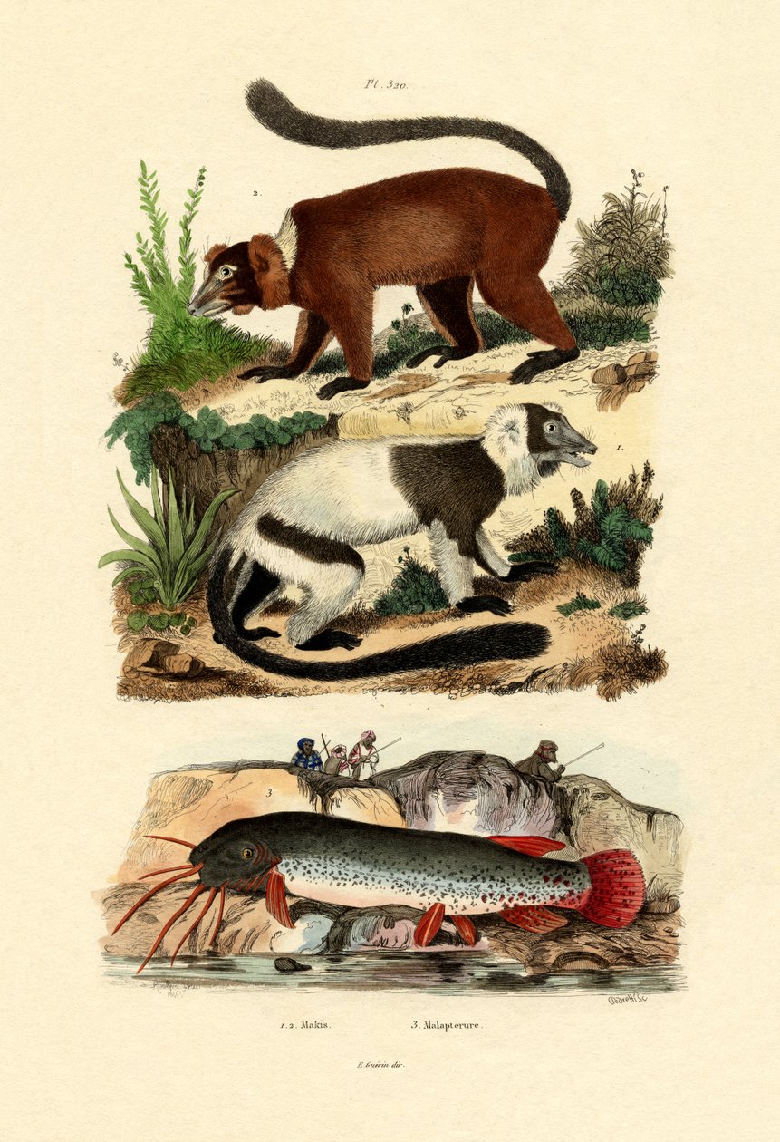 Lemury katta, 1833-39 autorstwa French School