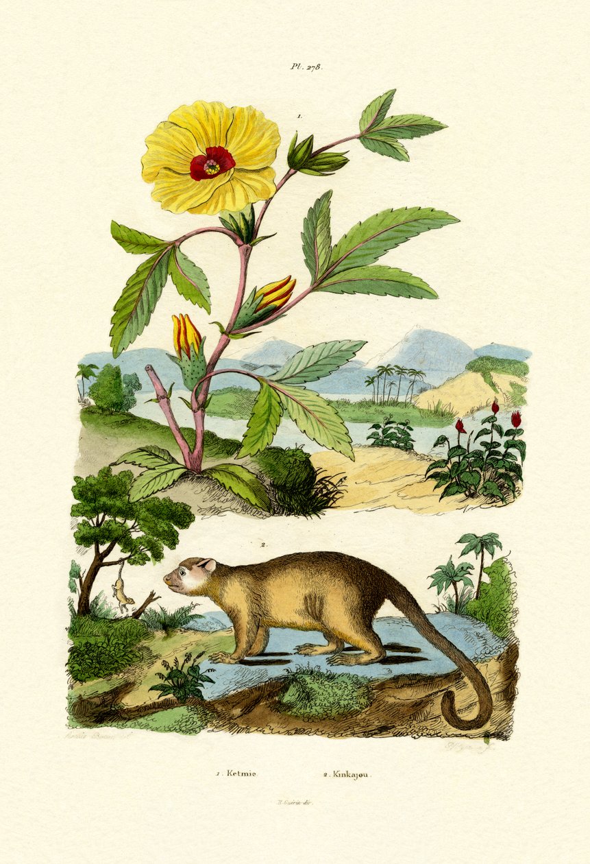 Róża Szaron, 1833-39 autorstwa French School