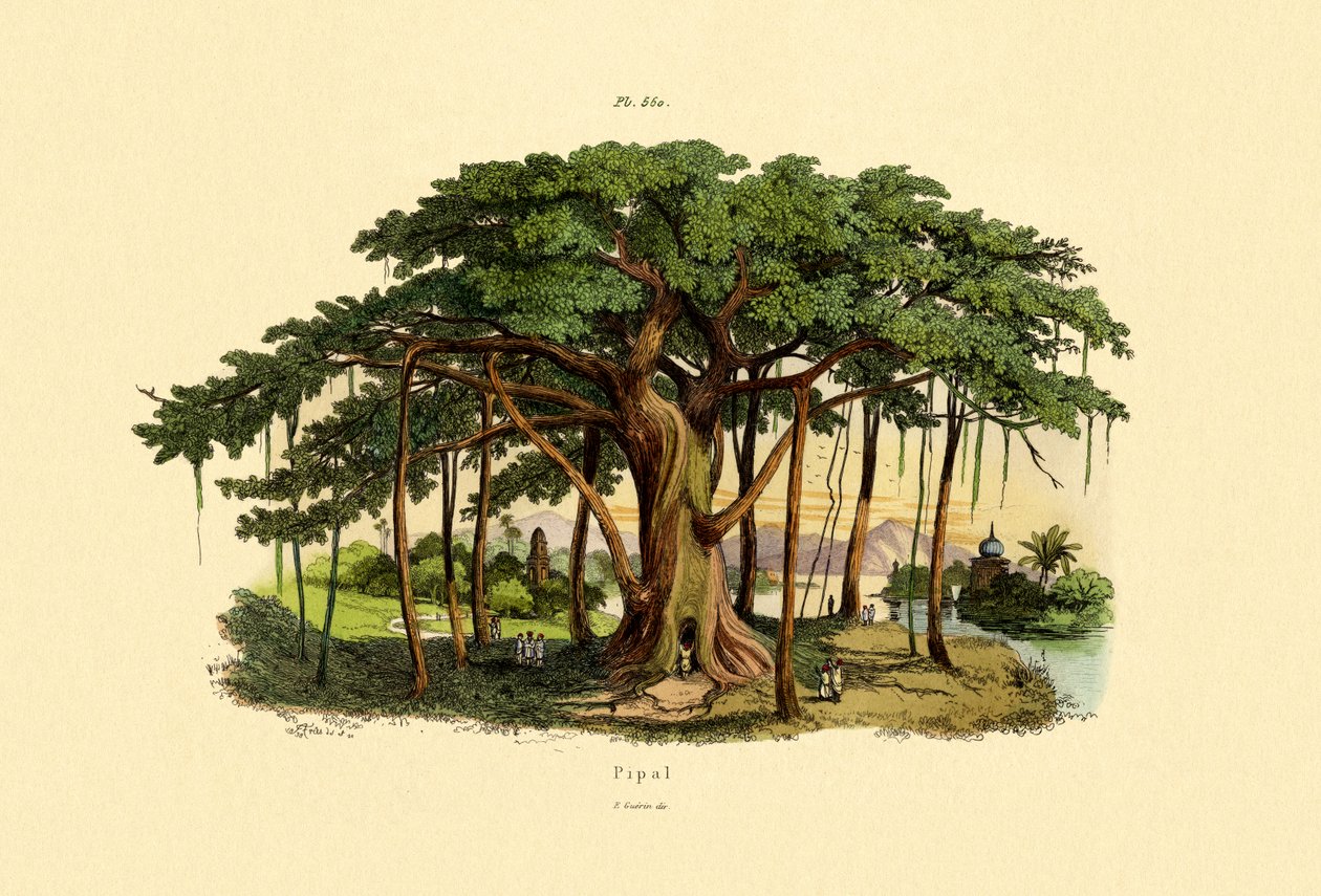 Święta Figa, 1833-39 autorstwa French School