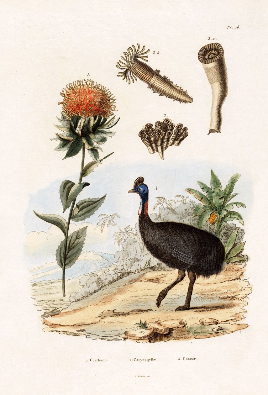 Krokosz barwierski, 1833-39 autorstwa French School