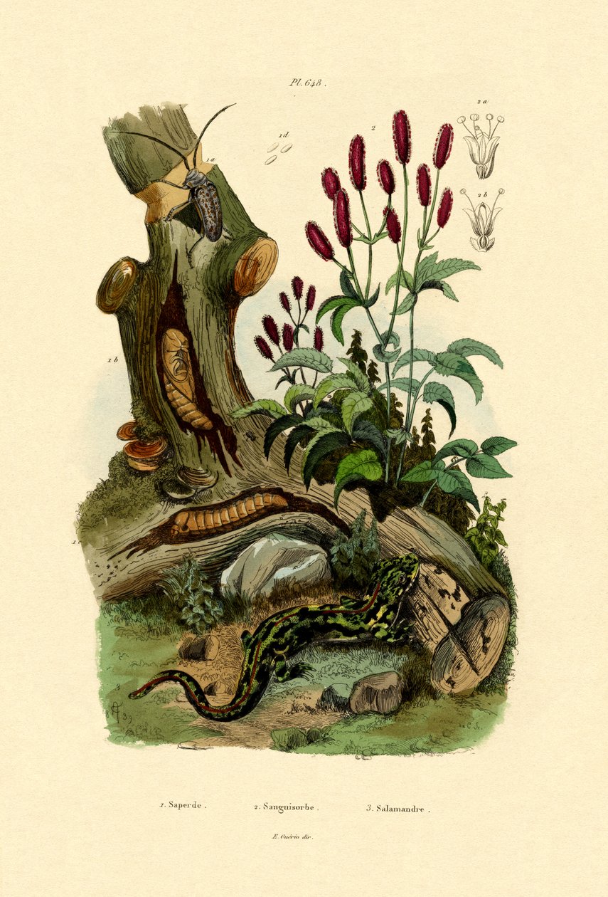 Salamandra, 1833-39 autorstwa French School