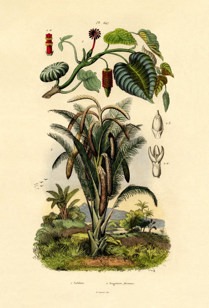 Drzewo piaskownicy, 1833-39 autorstwa French School