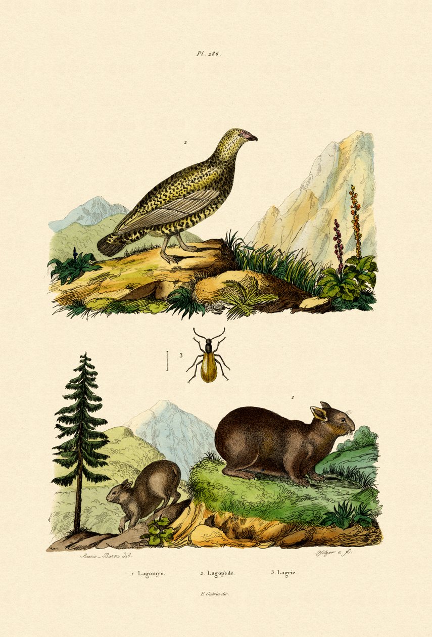 Sardyńska Pika, 1833-39 autorstwa French School