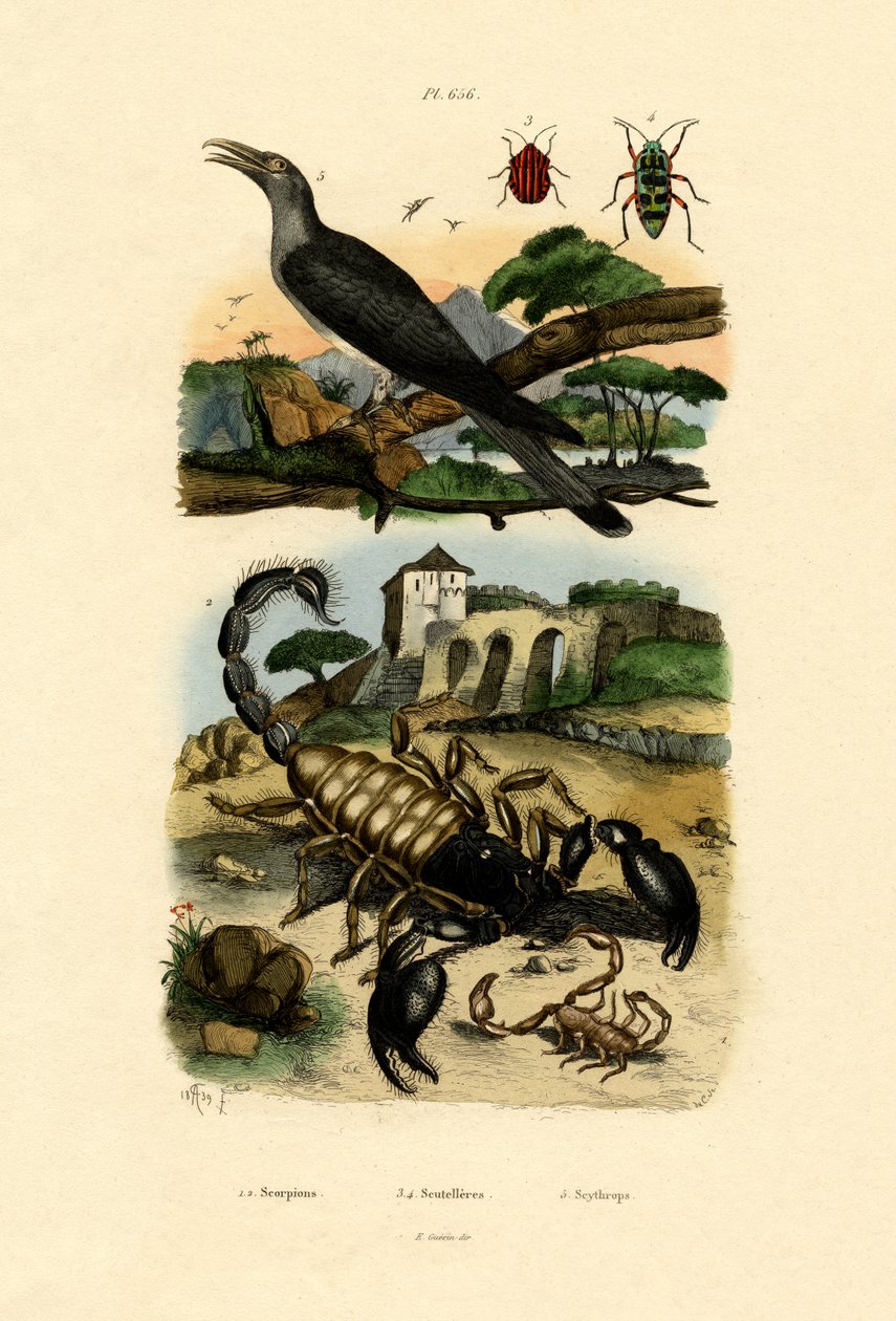 Skorpiony, 1833-39 autorstwa French School