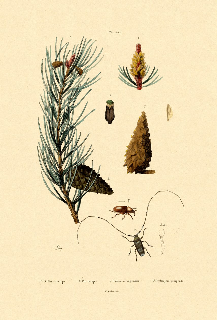 sosna zwyczajna, 1833-39 autorstwa French School