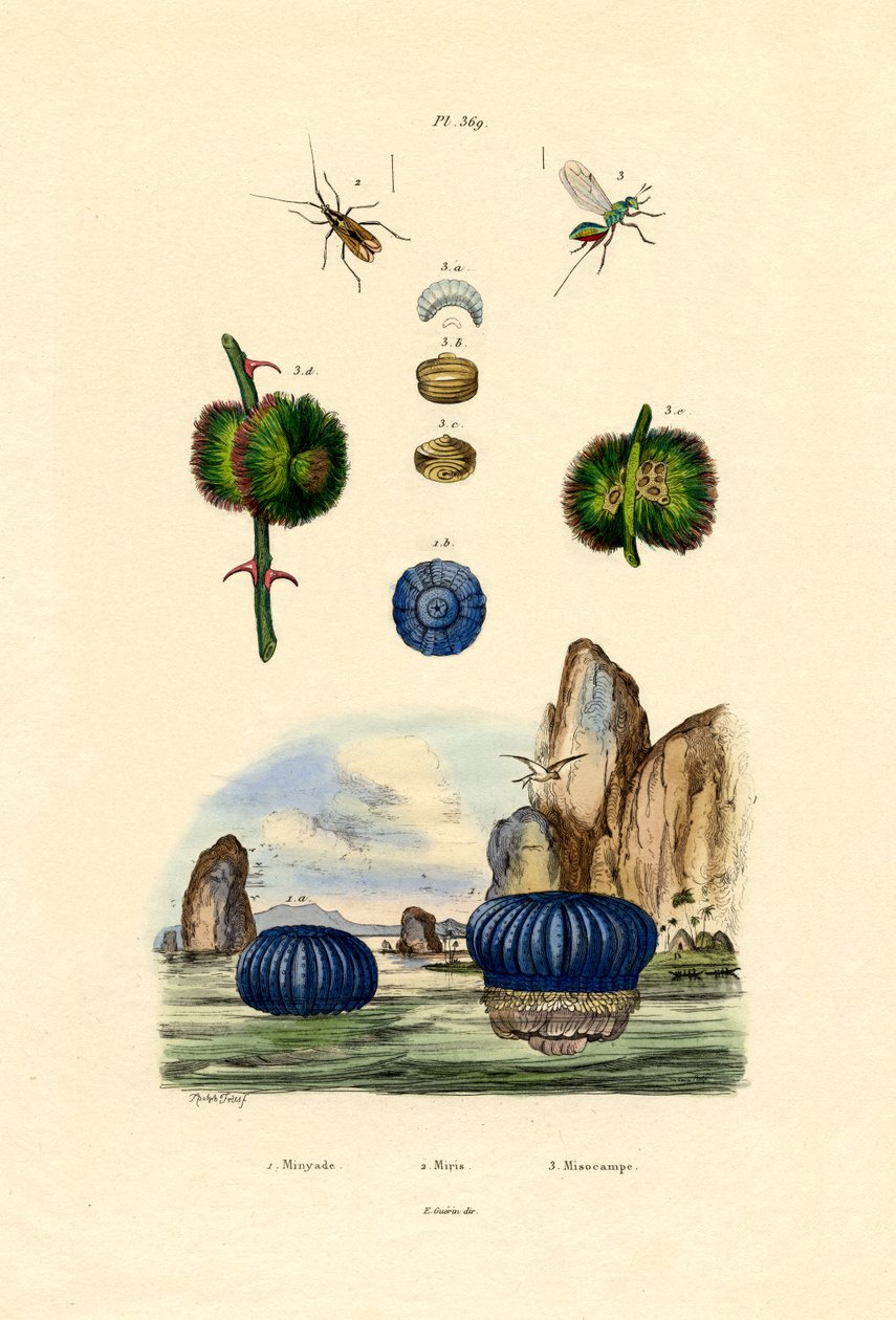 Zawilec morski, 1833-39 autorstwa French School