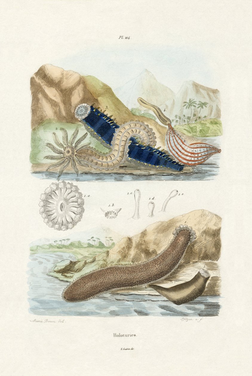 Ogórki Morskie, 1833-39 autorstwa French School