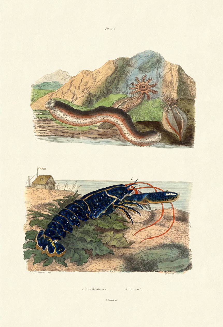 Ogórki Morskie, 1833-39 autorstwa French School