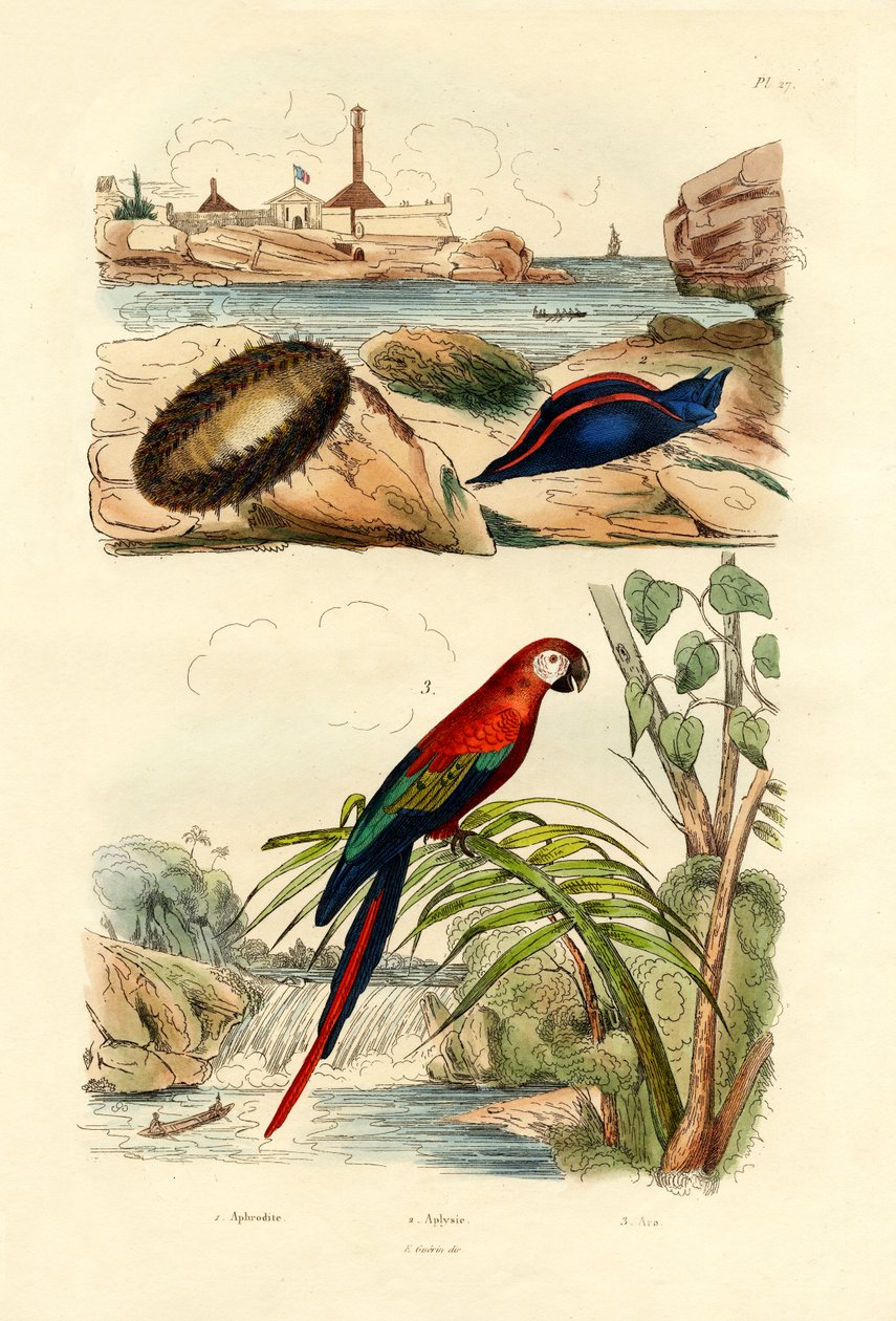 Mysz Morska, 1833-39 autorstwa French School