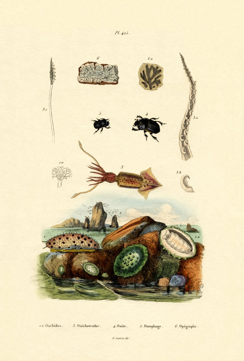 Ślimak morski, 1833-39 autorstwa French School