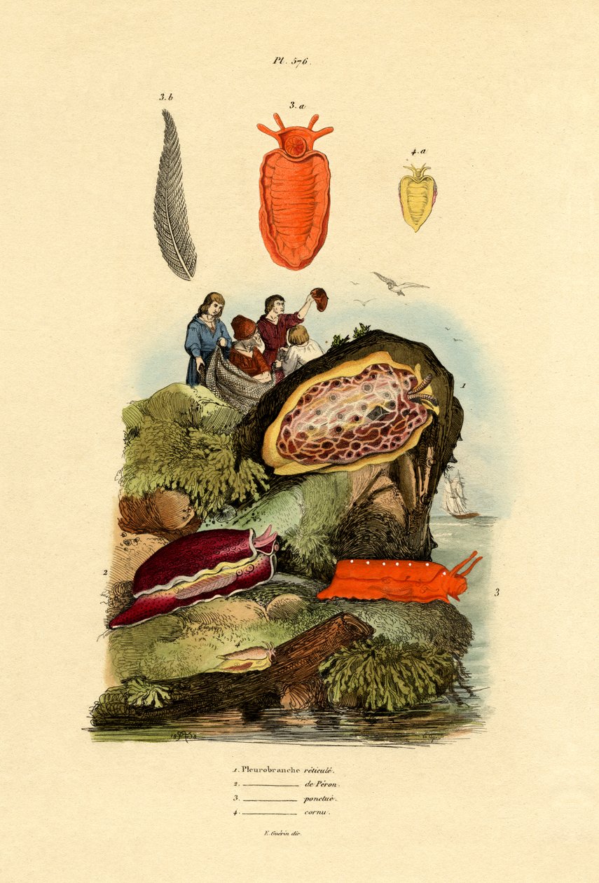Ślimaki morskie, 1833-39 autorstwa French School