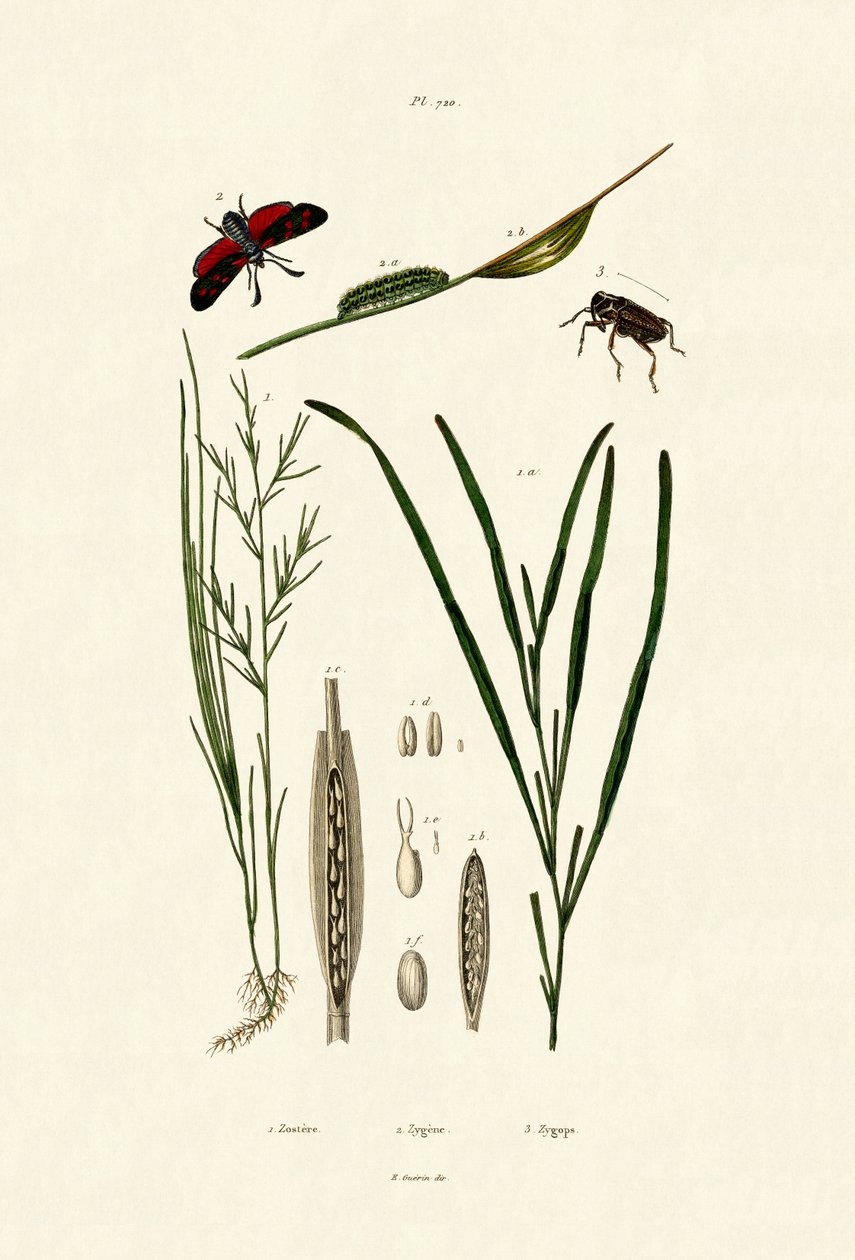 Trawa morska, 1833-39 autorstwa French School