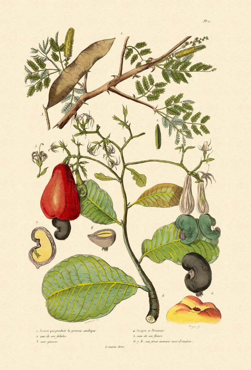 Senegal Guma Arabika, 1833-39 autorstwa French School