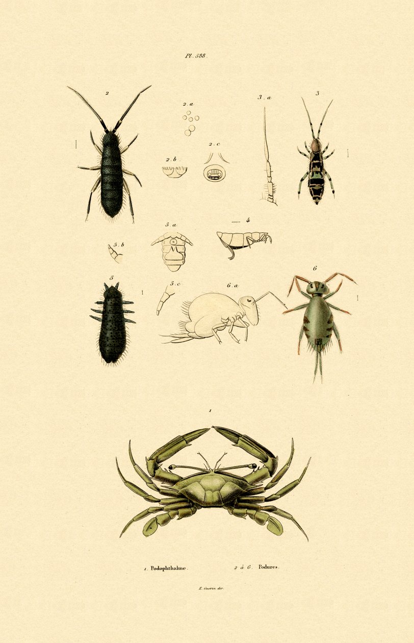 Krab wartowniczy, 1833-39 autorstwa French School