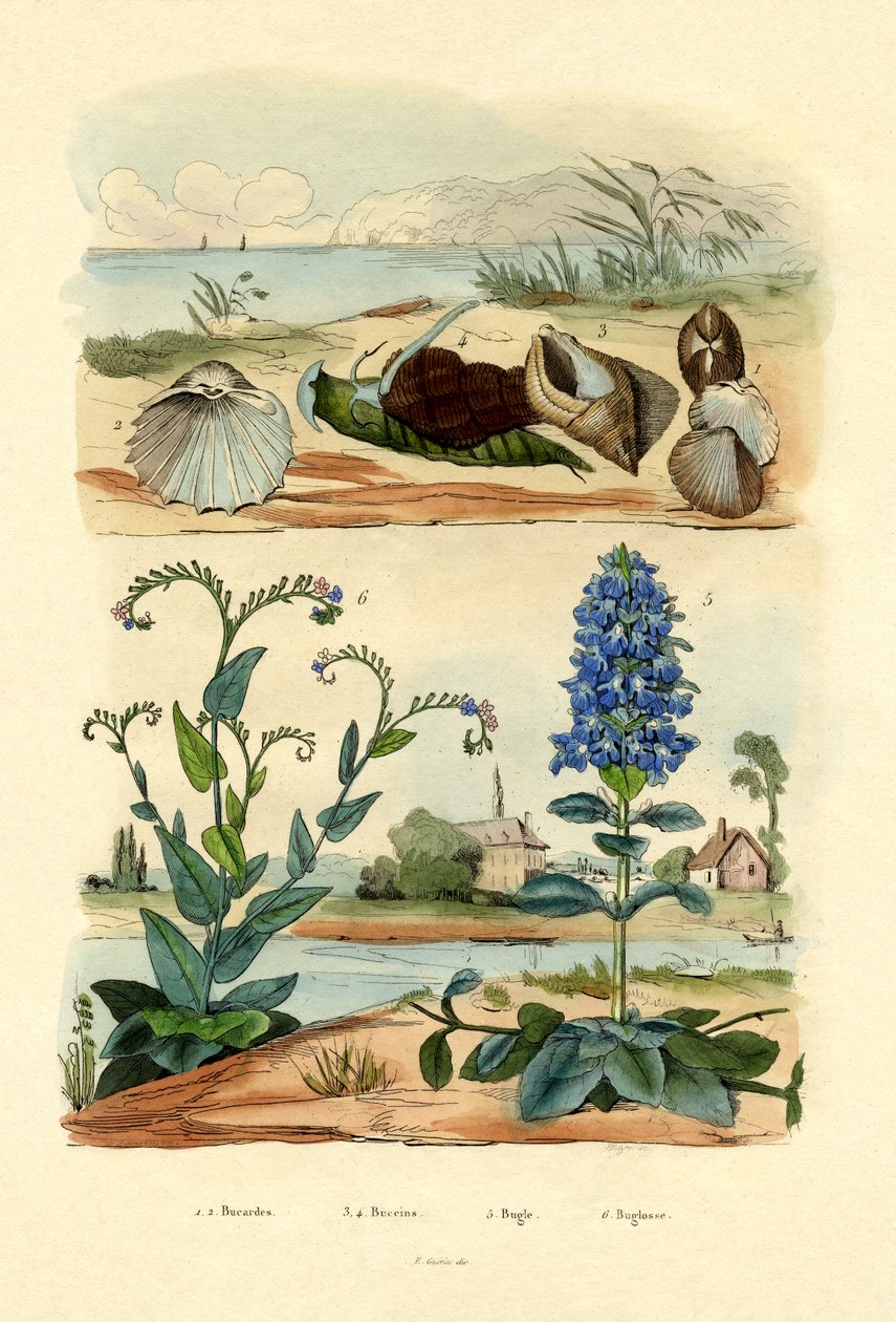 Muszle, 1833-39 autorstwa French School