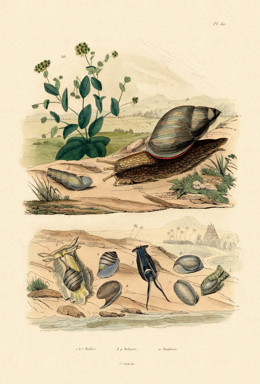 Muszle, 1833-39 autorstwa French School