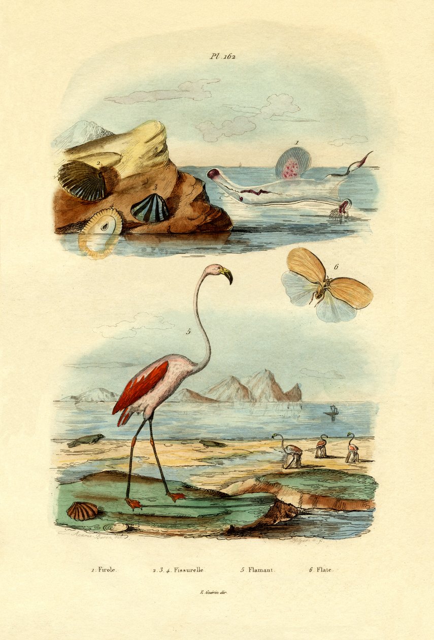 Muszle, 1833-39 autorstwa French School