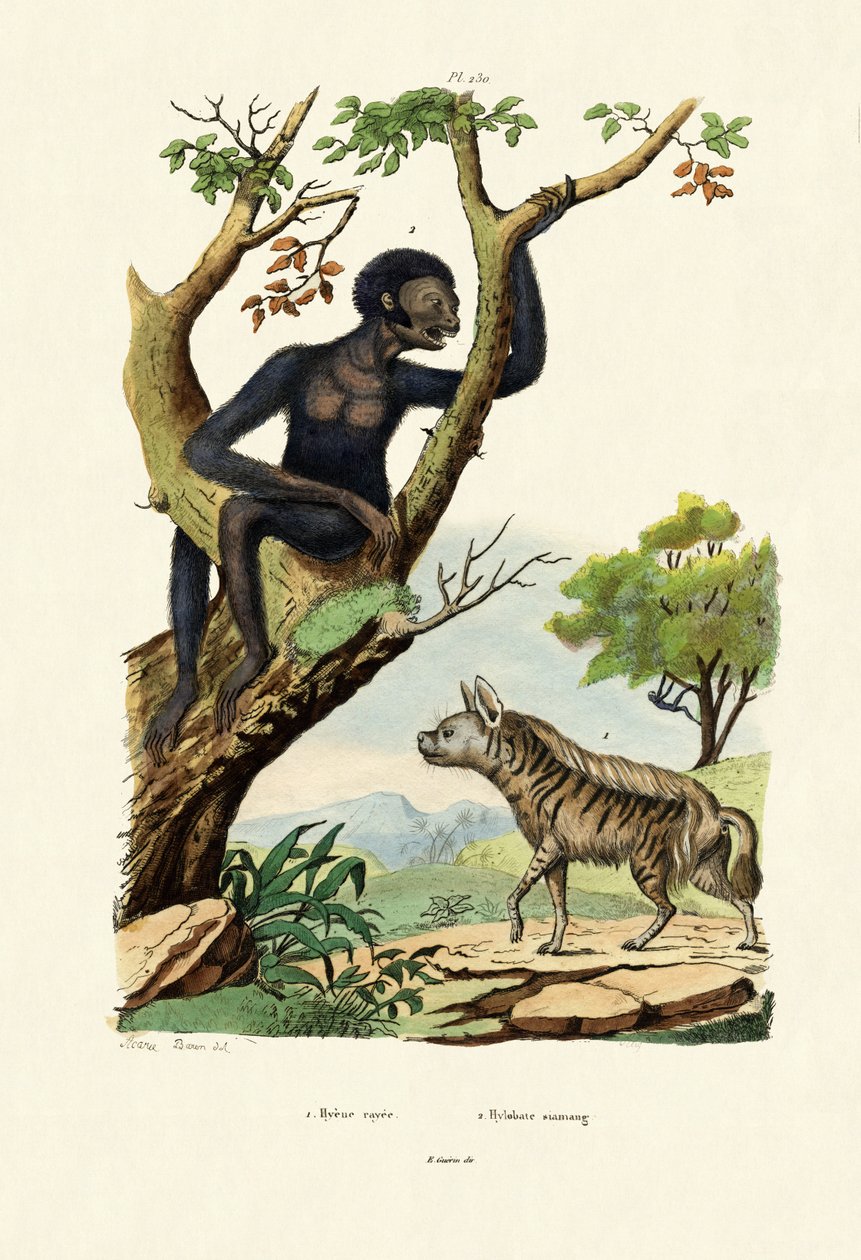 Siamang, 1833-39 autorstwa French School