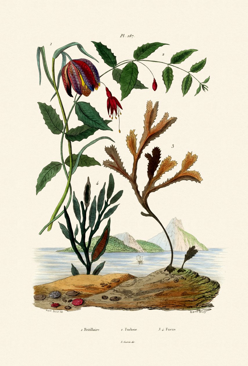 Fritillary głowy węża, 1833-39 autorstwa French School