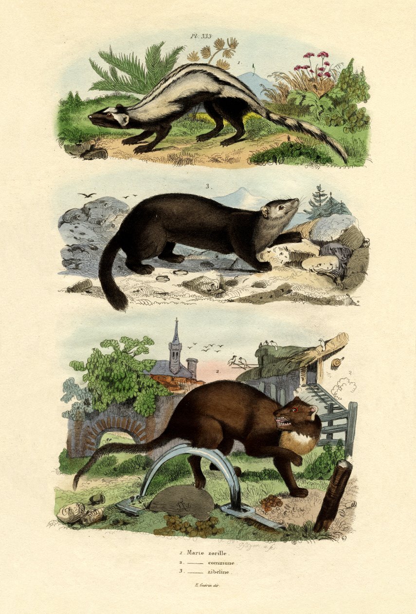 Tchórz pręgowany, 1833-39 autorstwa French School