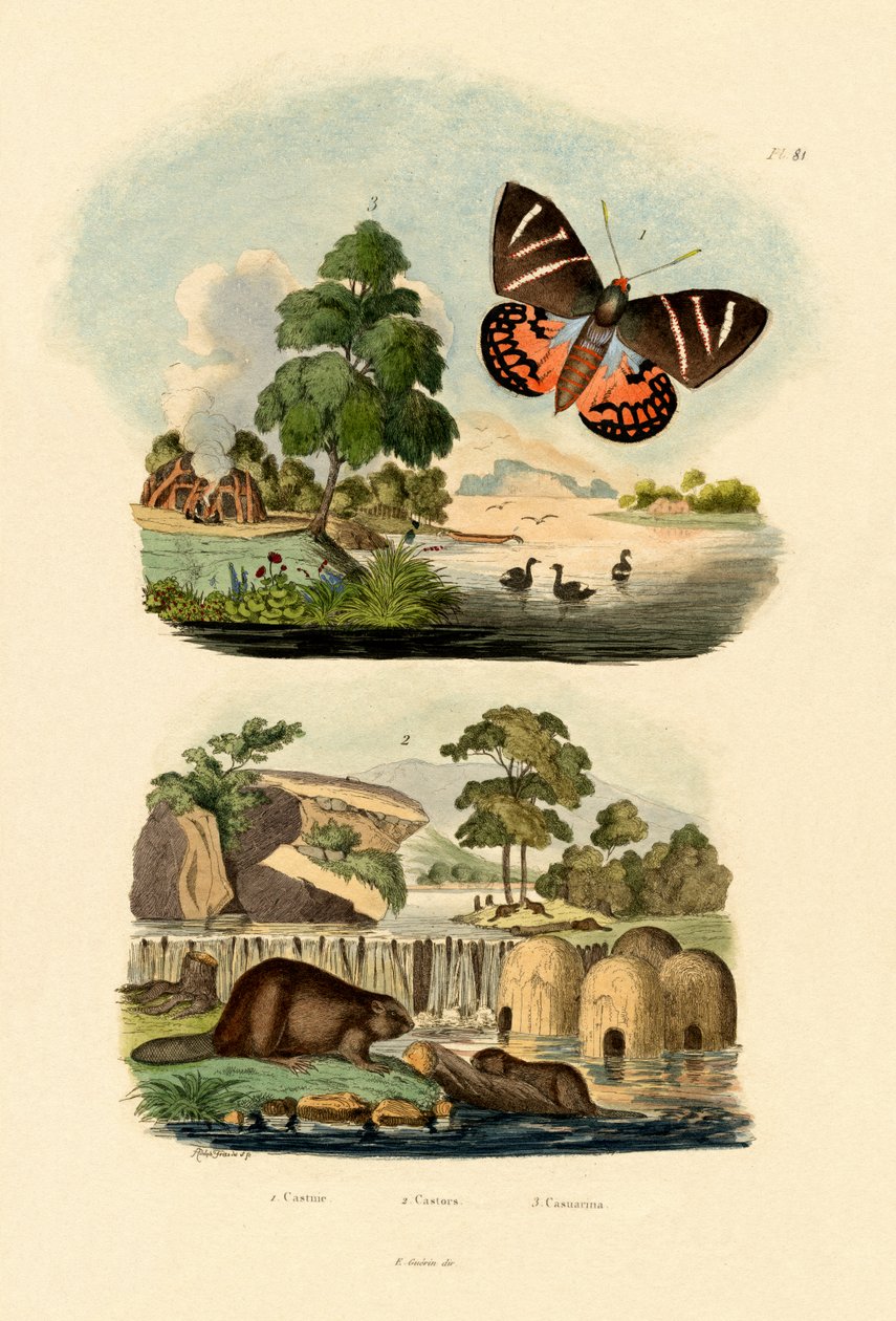 Słoneczna Ćma, 1833-39 autorstwa French School