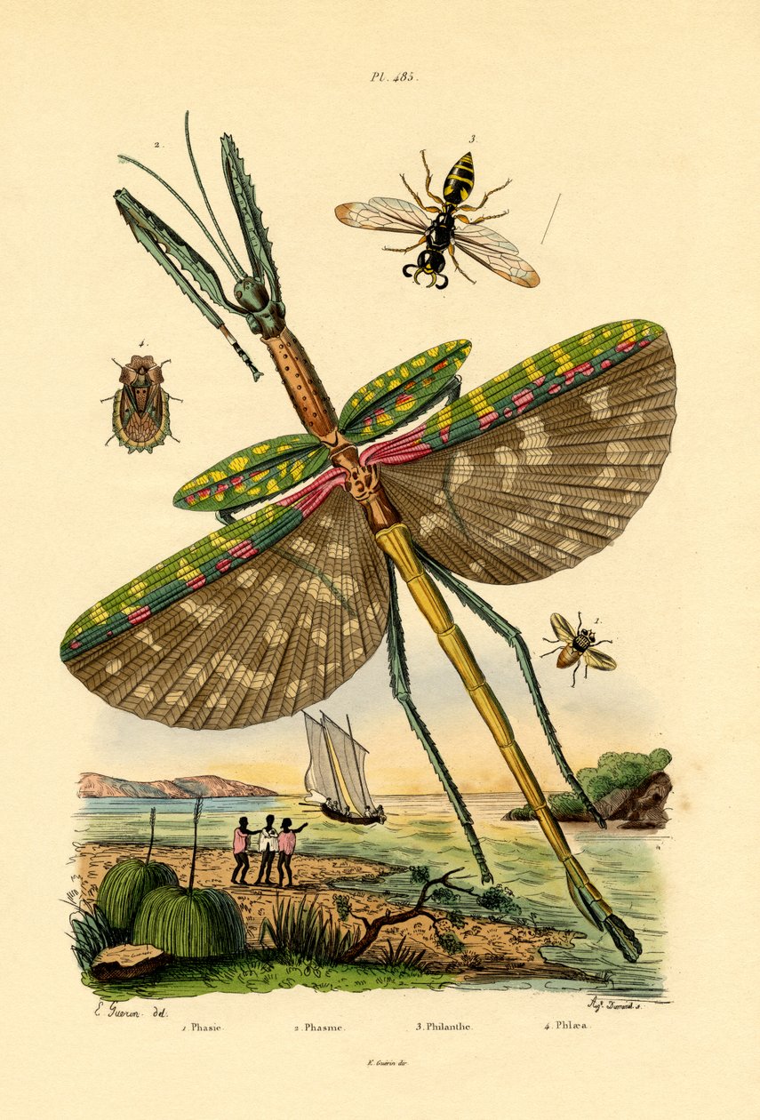 Tachinid mucha, 1833-39 autorstwa French School