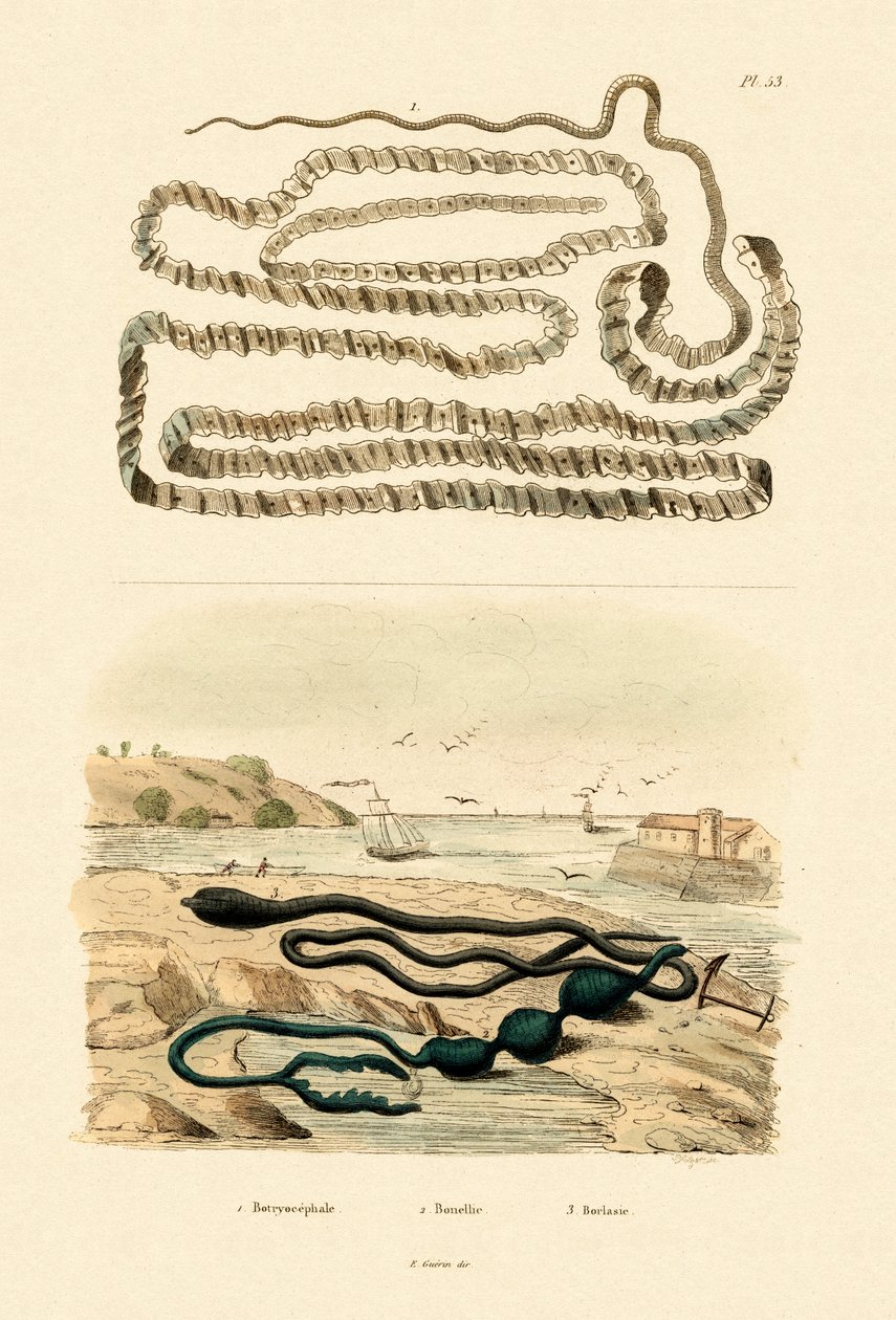 Tasiemiec, 1833-39 autorstwa French School