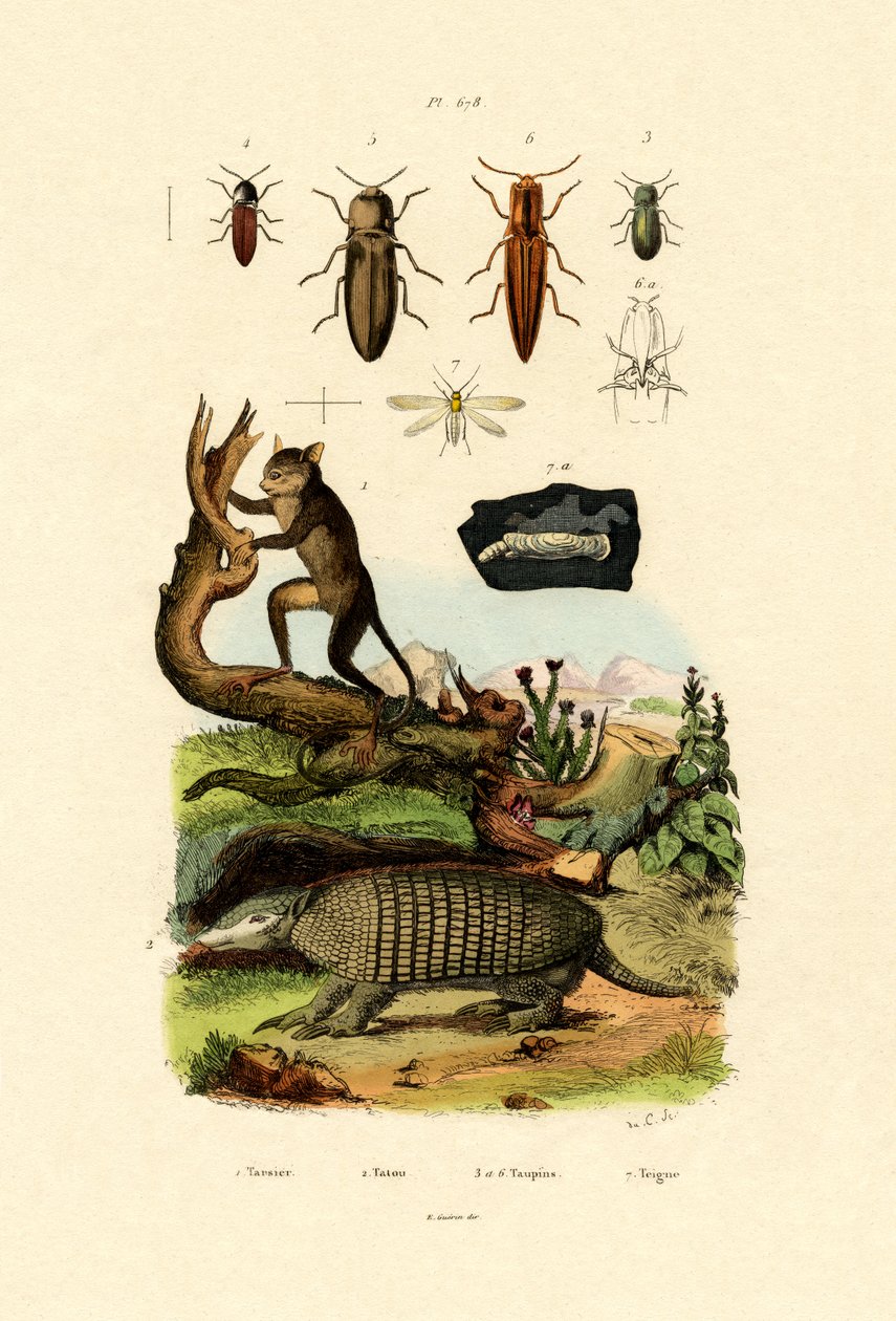 Tarsier, 1833-39 autorstwa French School