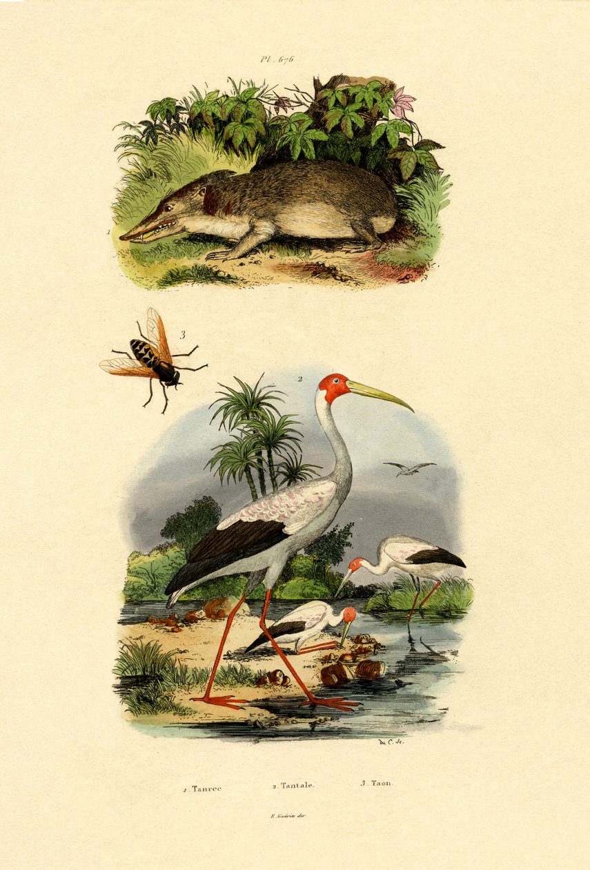 Tenrec, 1833-39 autorstwa French School