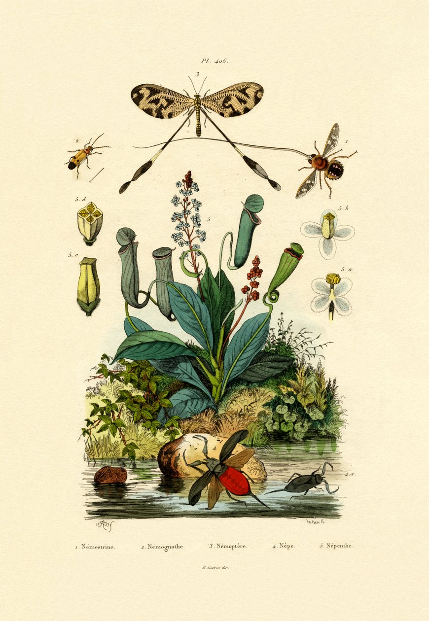 Antlion o skrzydłach nici, 1833-39 autorstwa French School
