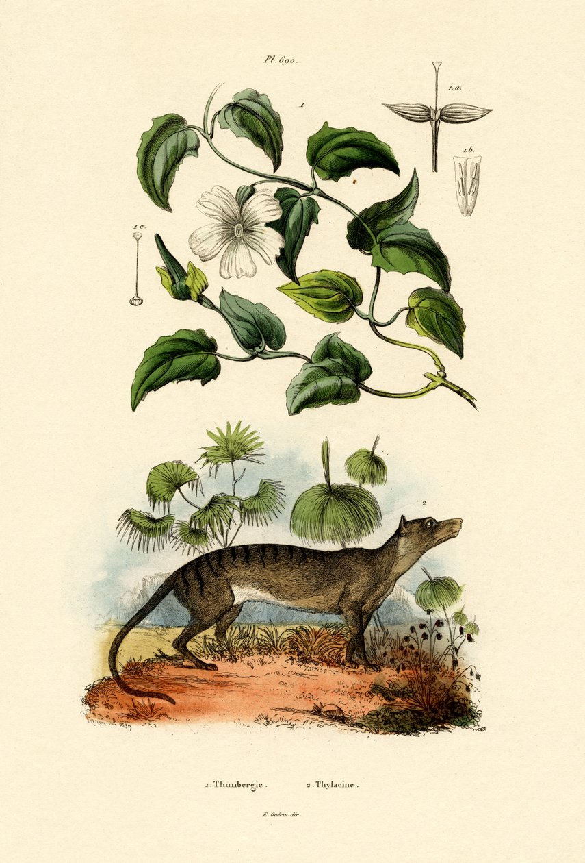 Thunbergia, 1833-39 autorstwa French School