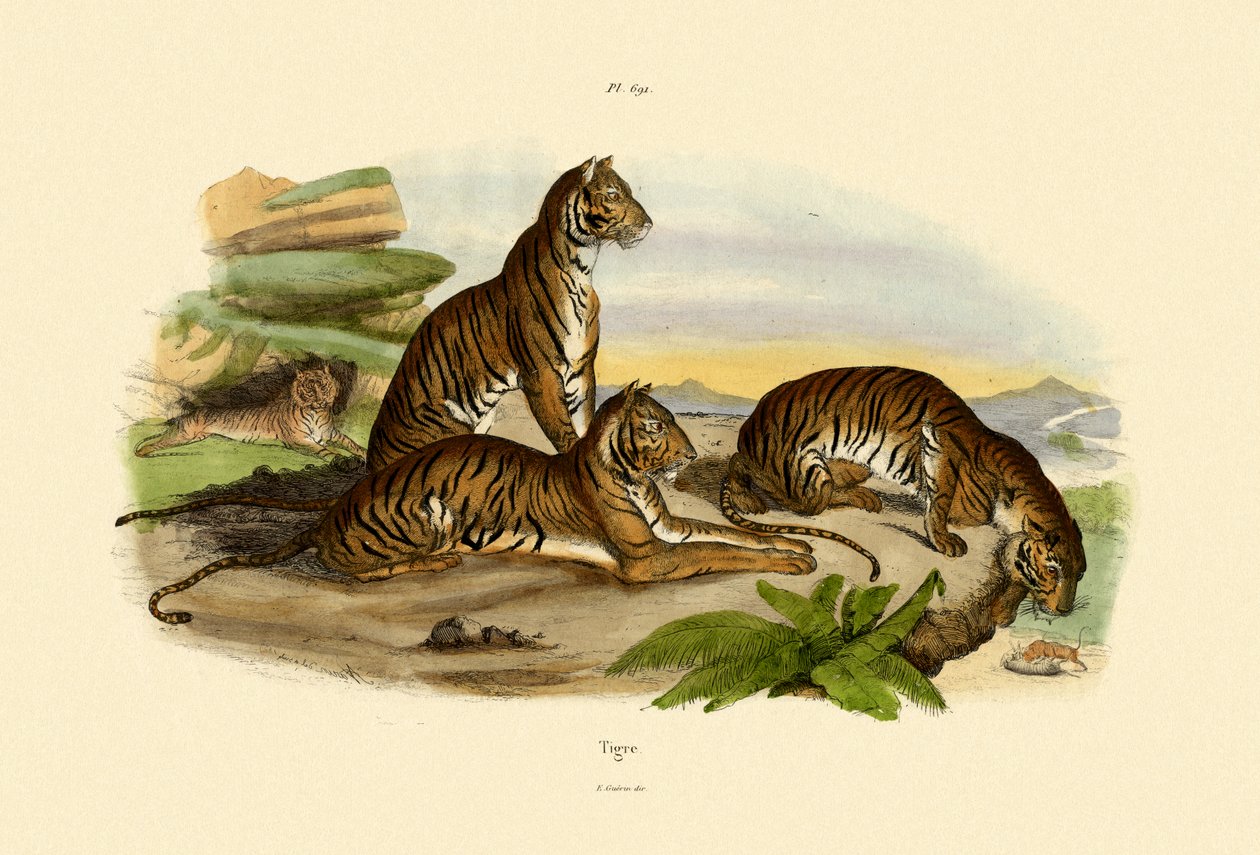 Tygrysy, 1833-39 autorstwa French School