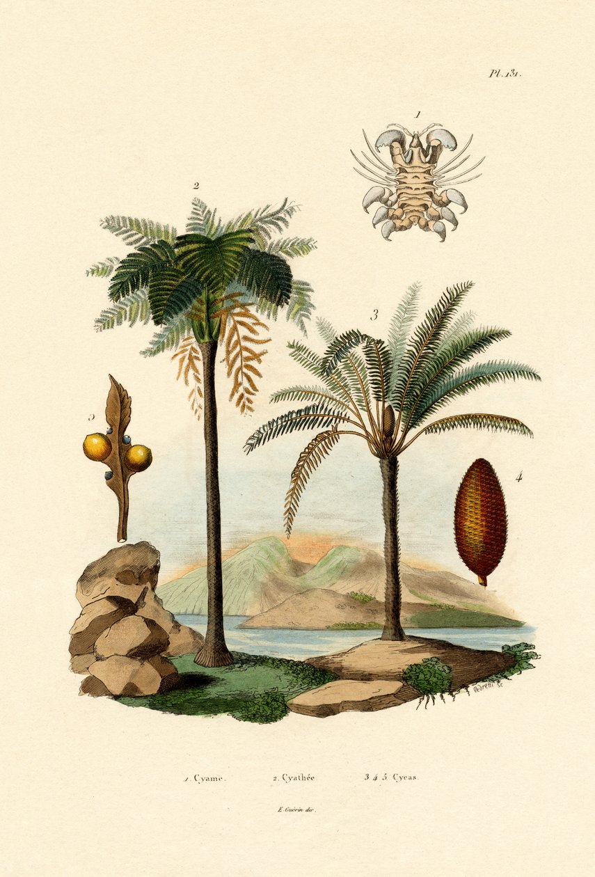 Paproć Drzewna, 1833-39 autorstwa French School