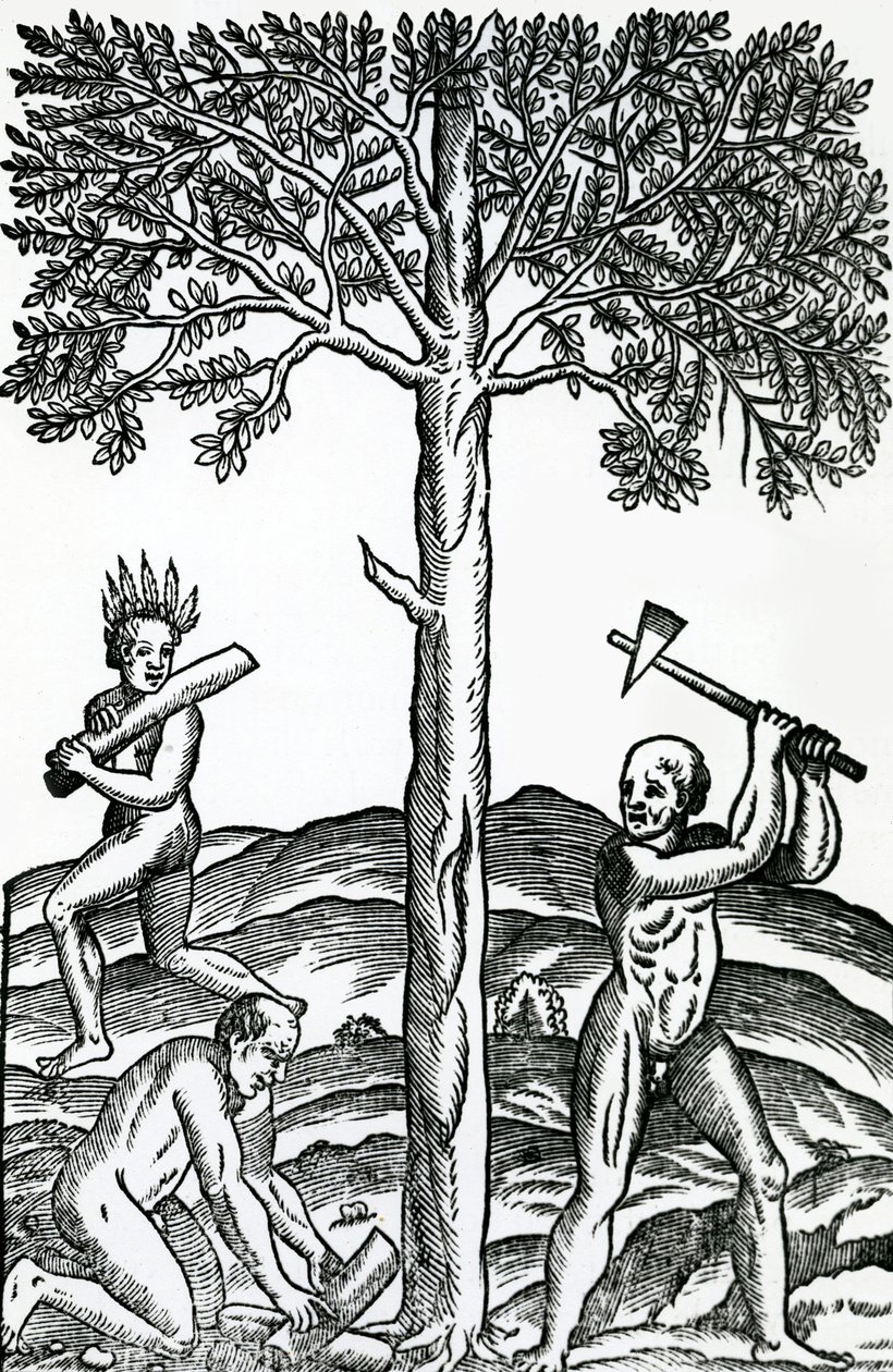 Cięcie drzew, ilustracja z Singularities of France Antarctique, Andre de Thevet, 1558 autorstwa French School