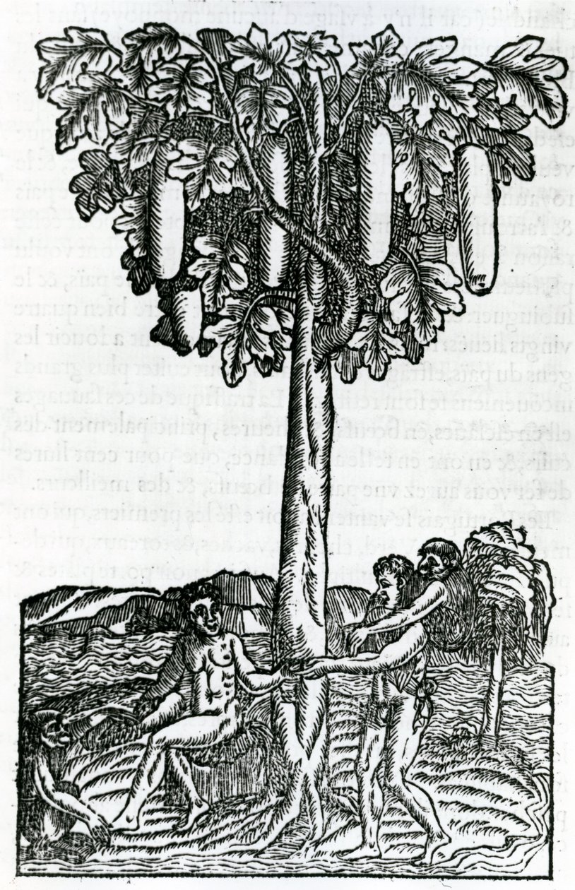 Zbiór drzew, ilustracja z Singularities of France Antarctique, Andre de Thevet, 1558 autorstwa French School