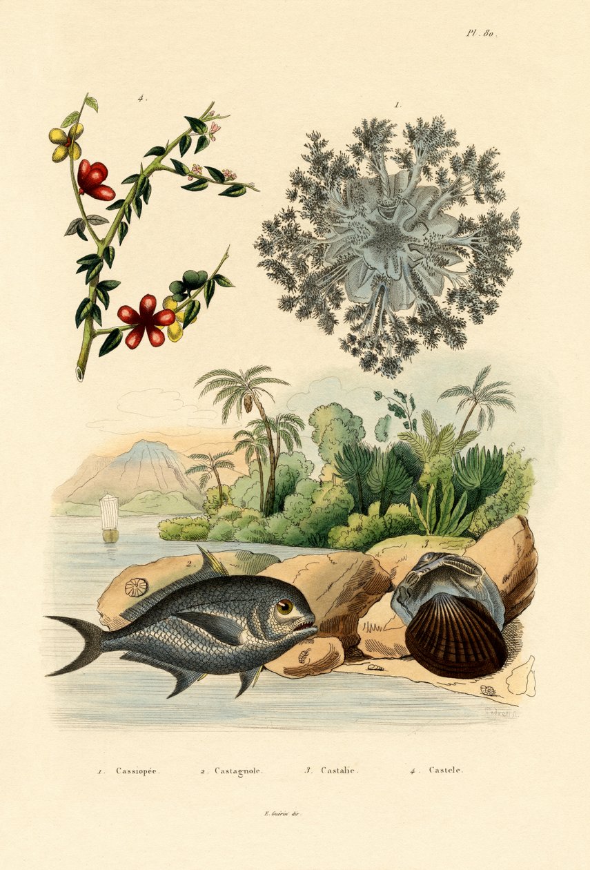 Meduza do góry nogami, 1833-39 autorstwa French School