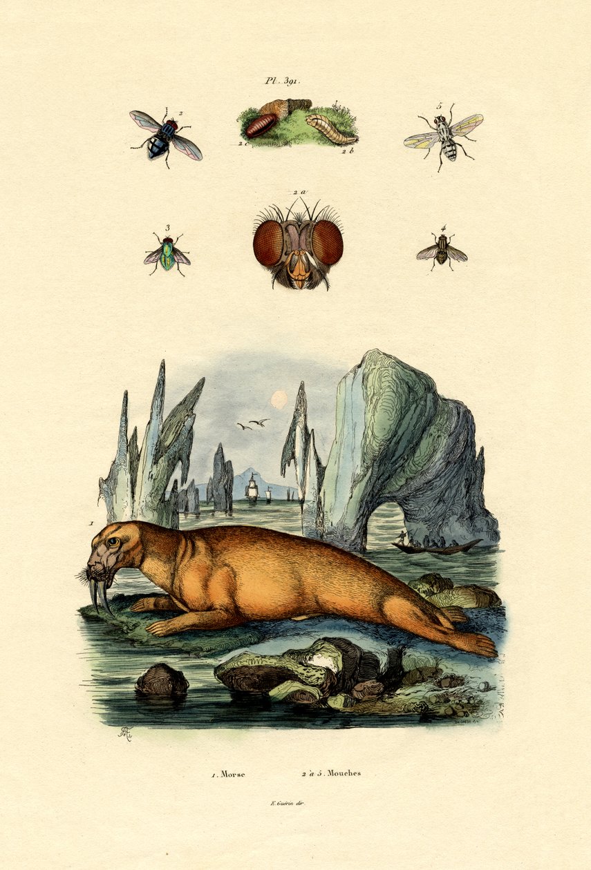 Mors, 1833-39 autorstwa French School