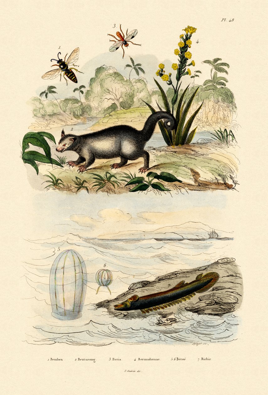 Osa, 1833-39 autorstwa French School