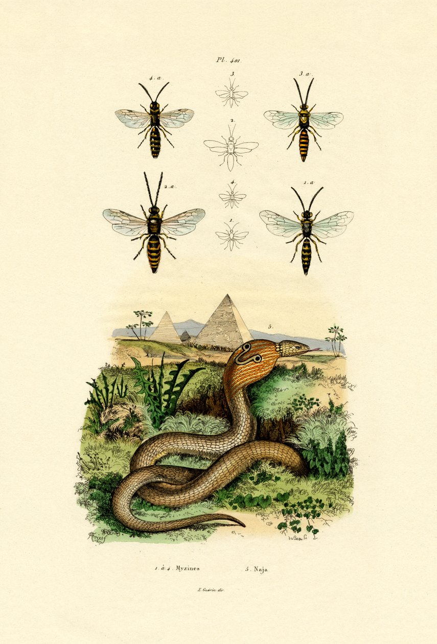 Osy, 1833-39 autorstwa French School