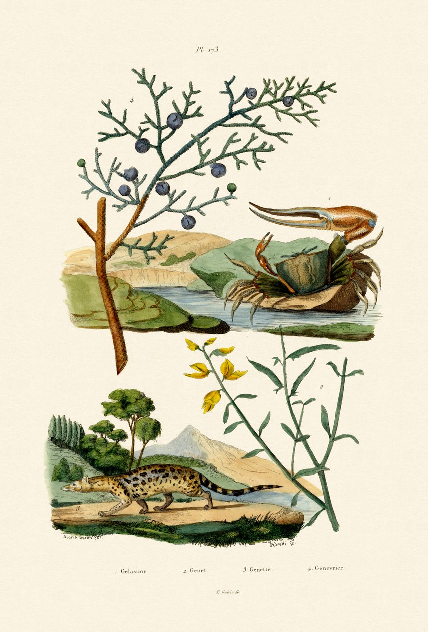 Zachodnioafrykański krab skrzypek, 1833-39 autorstwa French School