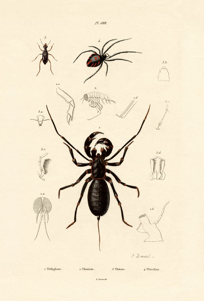 Skorpion biczowy, 1833-39 autorstwa French School