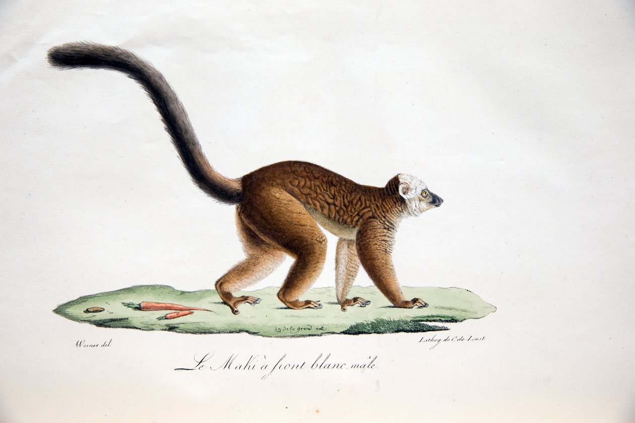 Lemur białogłowy, z Historii naturalnej ssaków, z oryginalnymi postaciami, autorstwa Étienne Geoffroy Saint-Hilaire i Frédéric Cuvier, 1824-42 autorstwa French School