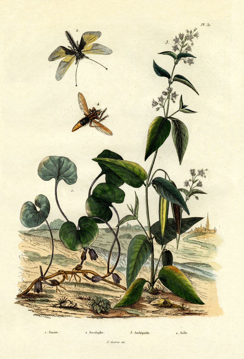 Dziki imbir, 1833-39 autorstwa French School
