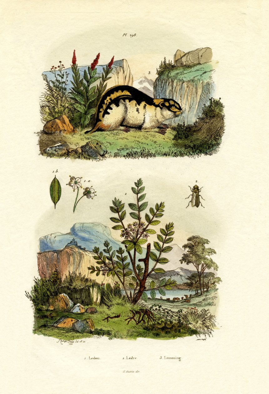 Dziki rozmaryn, 1833-39 autorstwa French School