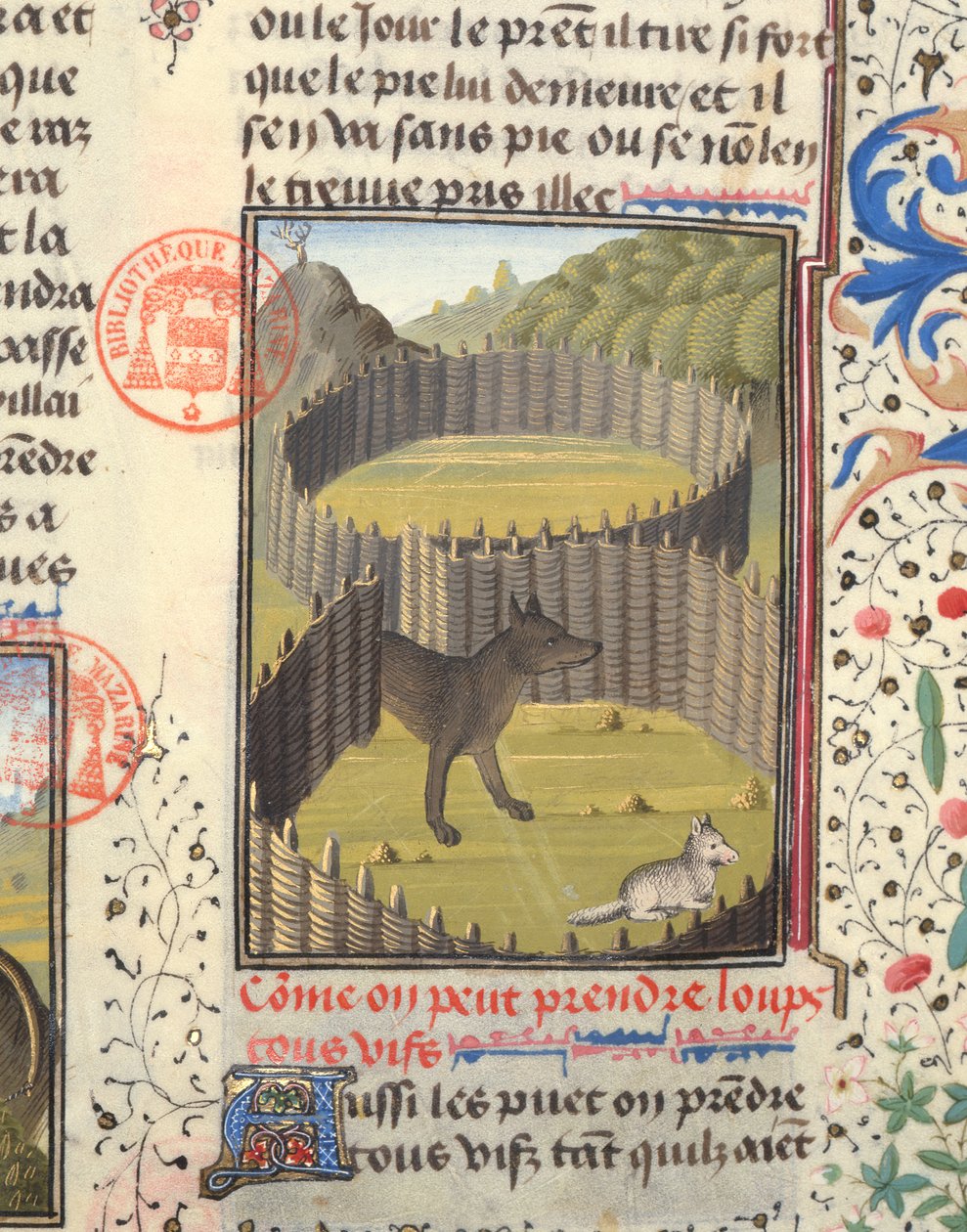 Wilk mający zaatakować baranka, z Livre de la Chasse autorstwa Gastona Phebusa de Foix (1331-91) autorstwa French School