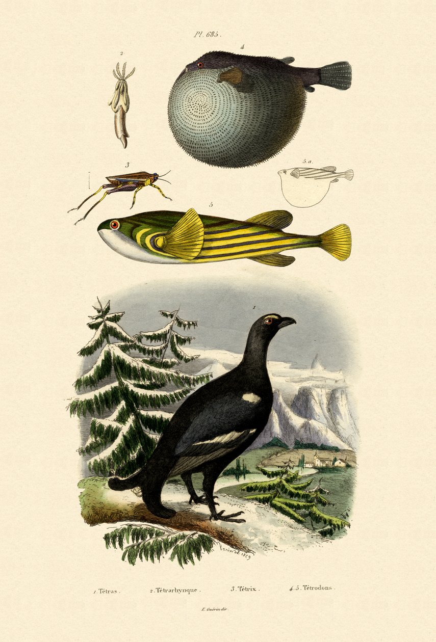 Cietrzew, 1833-39 autorstwa French School
