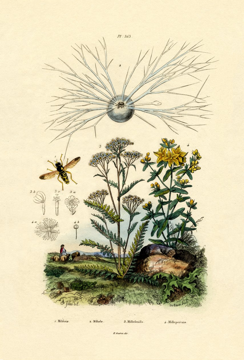 Żółta kurtka Hoover Fly, 1833-39 autorstwa French School