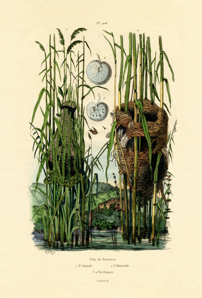 Siedzisko Cisticola, 1833-39 autorstwa French School